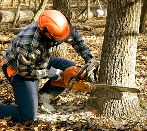 Tree Removal in Byfield, MA